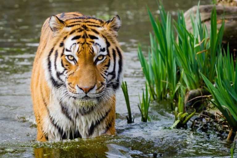 tiger at Ranthambor